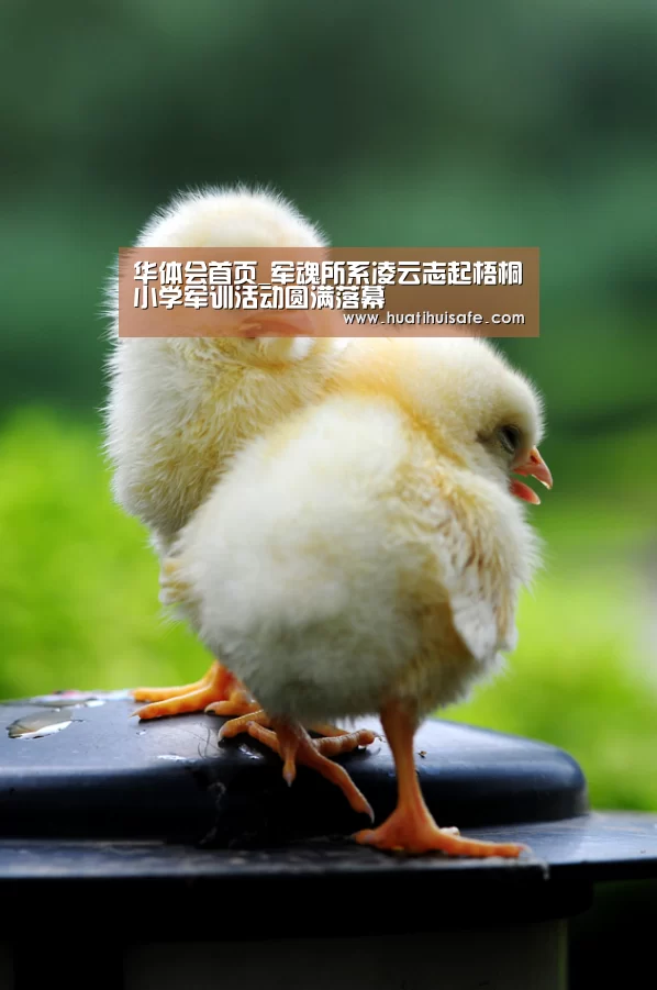 华体会首页_军魂所系凌云志起梧桐小学军训活动圆满落幕(图2) 华体会首页